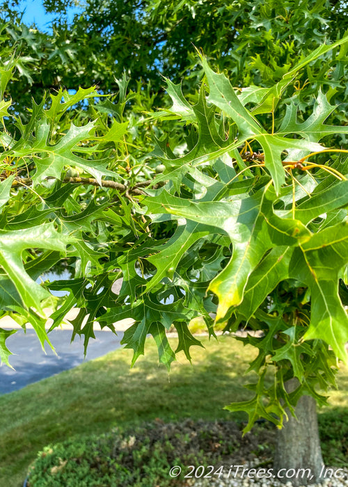 Closeup of shiny pointed green leaves.