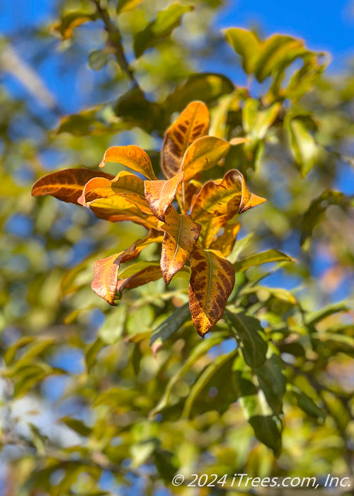 Closeup of shiny leaves showing transitioning fall color going from green to yellow to a rusty brown.