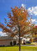 Shingle Oak in the fall planted in a front landscape showing rusty reddish-orange fall color.