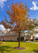 Shingle Oak in fall with rusty reddish-orange fall color planted in a front landscape.