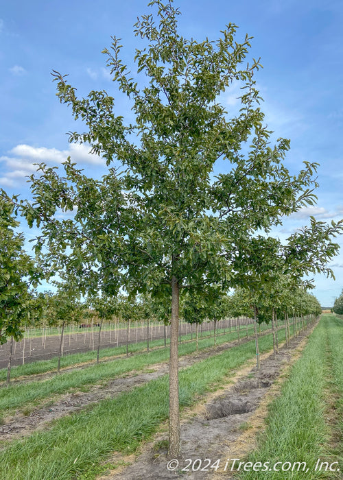 Shingle Oak at the nursery with green leaves.