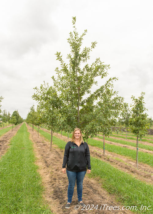 Shingle Oak at the nursery with a person standing next to it to show its height, their head is at the lowest branch.