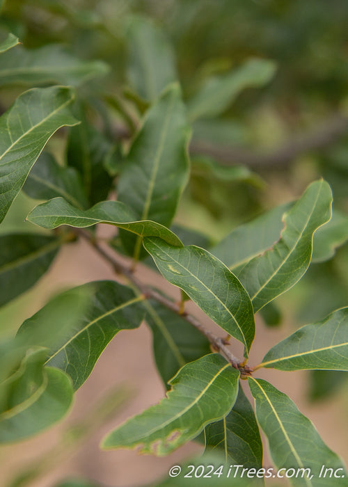 Closeup of smooth green leaves.
