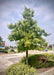 Shingle Oak planted in a parking lot island with green leaves.