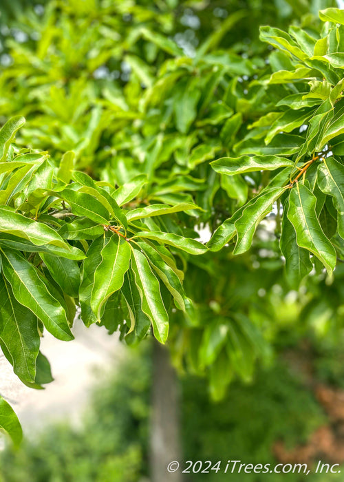 Closeup of densely coated branches of green leaves.