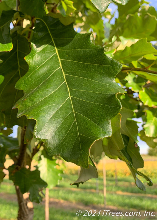 Closeup of large, shiny green leaf with rounded lobes.