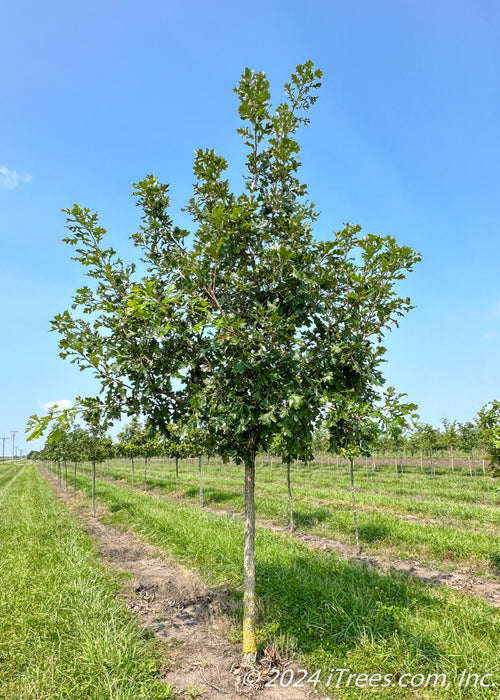 Cobblestone Oak in a nursery row with dark green leaves.