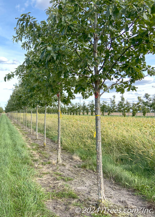 A view of a row of Chinkapin Oak trees, showing a closeup of the first tree's lower canopy and trunk.