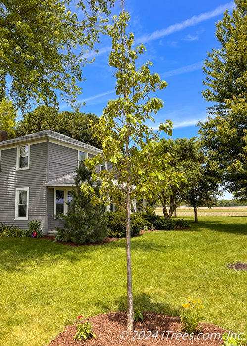 Newly planted Chinkapin Oak in a front yard with green leaves.