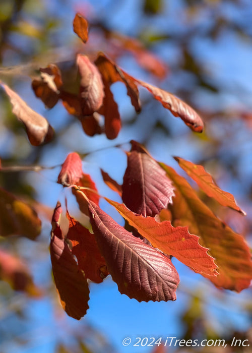 Closeup of rusty red fall color.