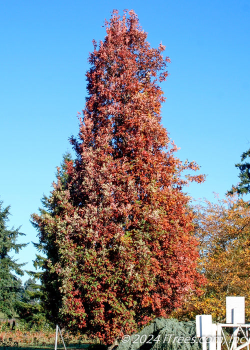 View looking up at a mature Crimson Spire Oak in nearly full red fall color.
