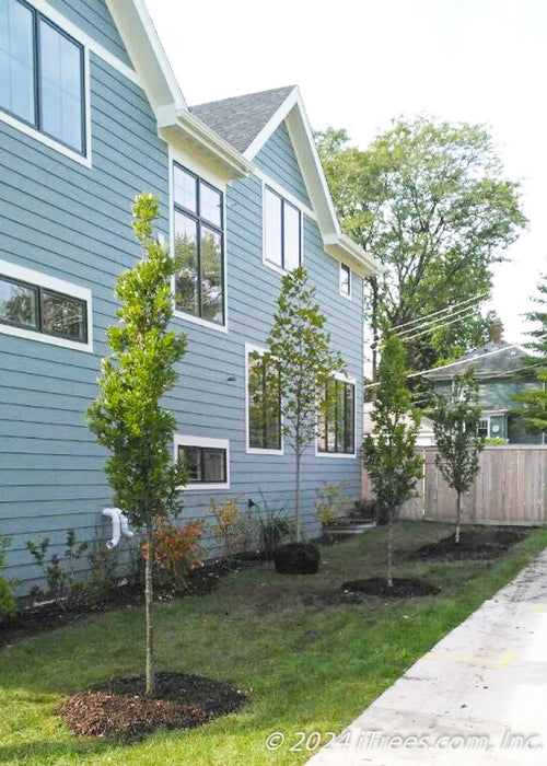 A newly planted row of Crimson Spire Oak planted along a sidewalk and the side of a house for privacy and screening.