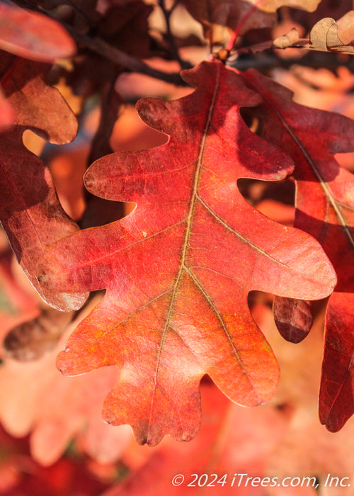 Closeup of a crimson red roundly lobed oak leaf.