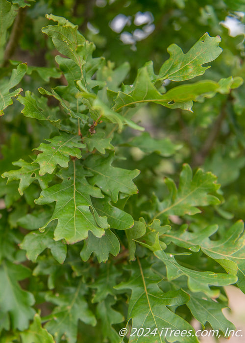 A closeup of shiny green leaves.