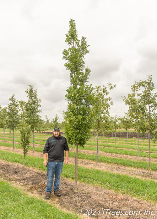 A Crimson Spire Oak in the nursery with a person standing next to it, with their shoulder just above the lowest branch to show the height comparison.