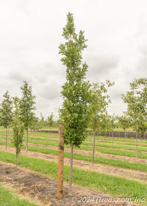 A Crimson Spire Oak in the nursery with a large ruler standing next to it to show canopy height.