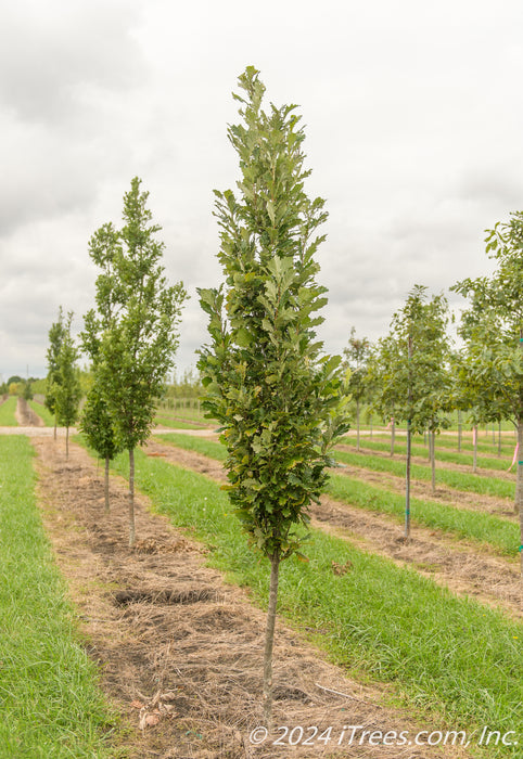 A row of Crimson Spire Oak in the nursery with narrow canopies of green leaves.