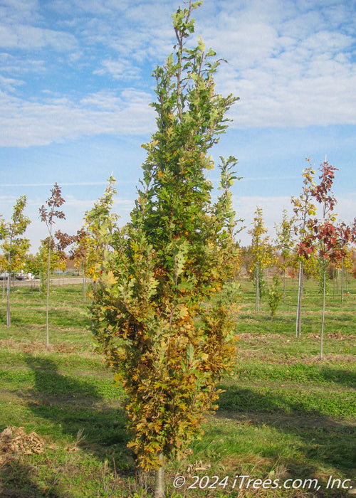A single Crimson Spire Oak in the nursery with transitioning fall color, surrounded by other trees, and blue sky in the background.