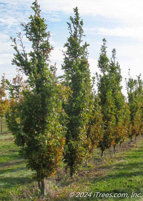 A row of Crimson Spire Oak in the nursery with changing fall color. 
