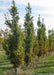 A row of Crimson Spire Oak in the nursery with changing fall color. 