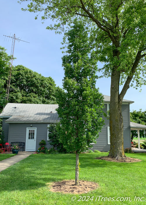 A single Crimson Spire Oak tree stands tall and narrow coated in rich green leaves, planted in the side yard of a home.