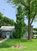 A single Crimson Spire Oak tree stands tall and narrow coated in rich green leaves, planted in the side yard of a home.