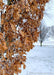 Closeup of fawn brown winter leaves with snow on them. Bare trees and snow covered ground in the background.