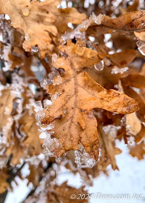 Closeup of fawn brown leaf with snow on the tips.