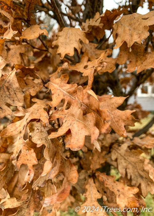 Closeup of brown leaves after they've lost their fall color.