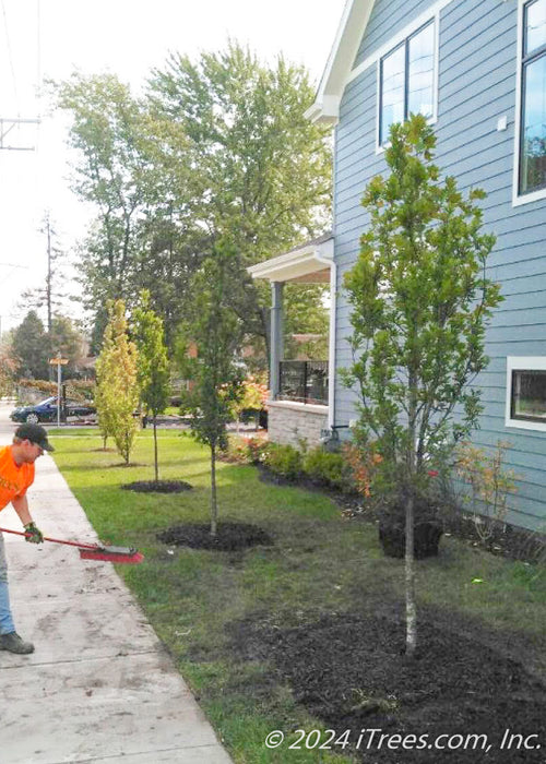 A crew member cleans up after planting a row of Crimson Spire Oaks along the side of a house and sidewalk.