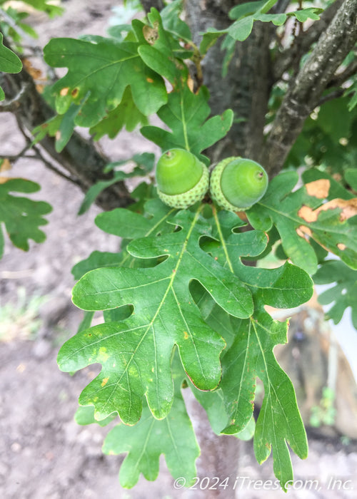 Closeup of a green leaf and two newly formed bright green acorns.