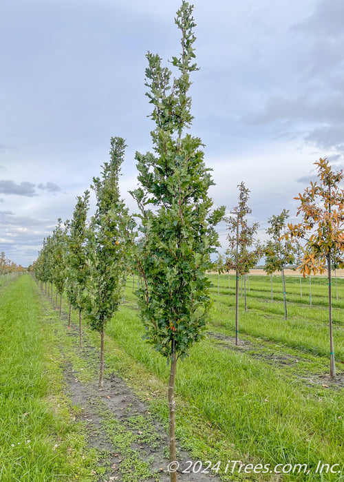 Scarlet Letter Oak growing at the nursery in a row with still green leaves hanging on during fall.