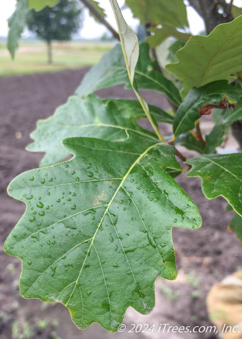 Closeup of a large shiny green leaf with yellow veins, with raindrops on it.