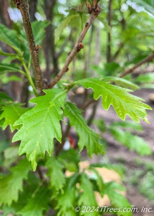 Closeup of newly emerged bright yellowish-green shiny leaves.