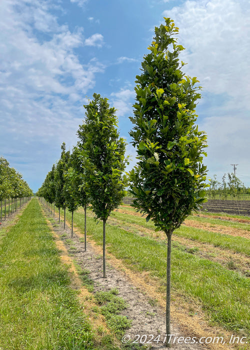 A row of Kindred Spirit Oak trees grow in the nursery with green leaves, grass strips between rows of trees, blue skies and white clouds in the background.