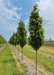 A row of Kindred Spirit Oak trees grow in the nursery with green leaves, grass strips between rows of trees, blue skies and white clouds in the background.