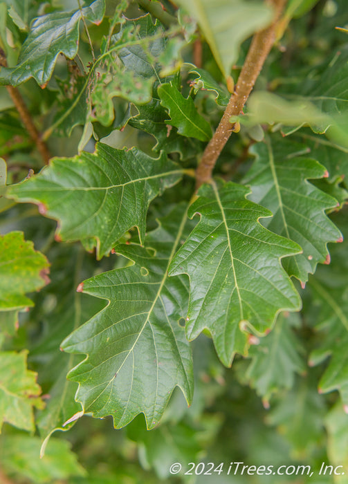 Closeup of large shiny green leaves with rounded lobes, yellow veins attached to an upright brown branch.