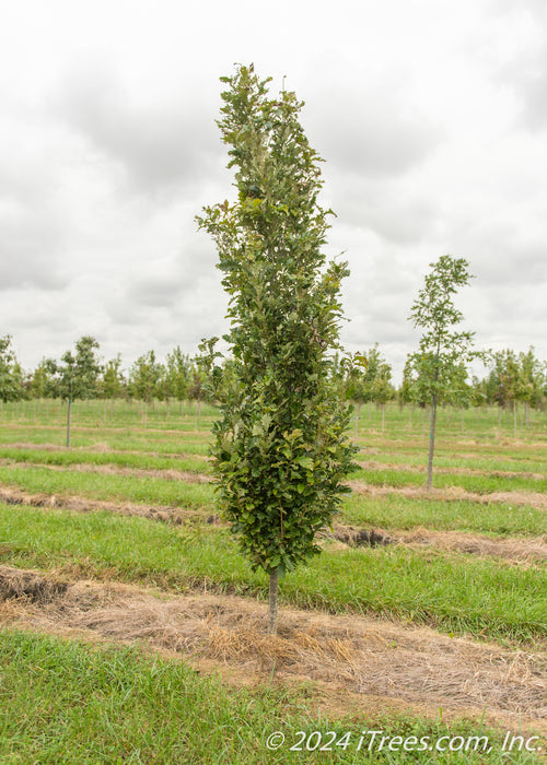 A single Kindred Spirit Oak grows in the nursery with green leaves, and a narrow canopy. Grass strips grow between rows of trees, a cloudy grey sky in the background.