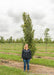 Kindred Spirit Oak grows in the nursery with a person standing nearby for a height comparison.
