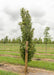 A single Kindred Spirit Oak grows in the nursery with a large ruler standing next to it to show canopy height with lowest branch pruned up at about 2 ft. Rows of green grass grow between rows of trees, and there is a grey cloudy sky in the background.