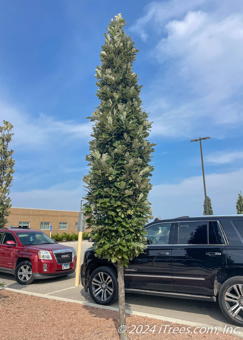 A row of Kindred Spirit Oak are planted in a parking lot island showing upright narrow canopies of dark green leaves and silvery undersides, cars, building and bright blue skies in the background.