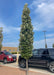 A row of Kindred Spirit Oak are planted in a parking lot island showing upright narrow canopies of dark green leaves and silvery undersides, cars, building and bright blue skies in the background.