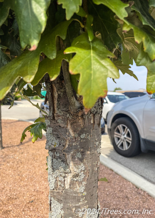 Closeup of rough greyish brown trunk