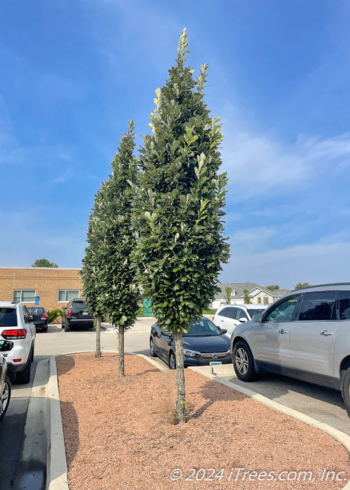 A row of Kindred Spirit Oak are planted in a parking lot island showing upright narrow canopies of dark green leaves and silvery undersides, cars, building and bright blue skies in the background.