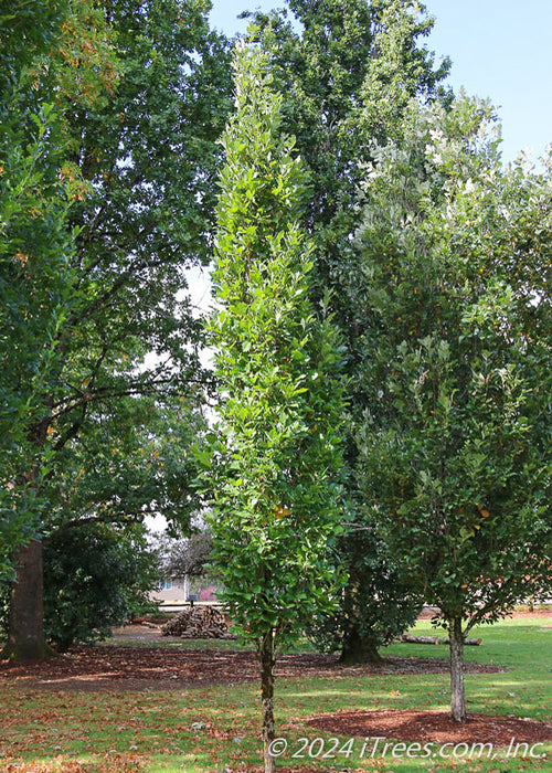 A newly planted Kindred Spirit Oak in an open area of a yard among other trees with a very narrow canopy of bright green leaves. 