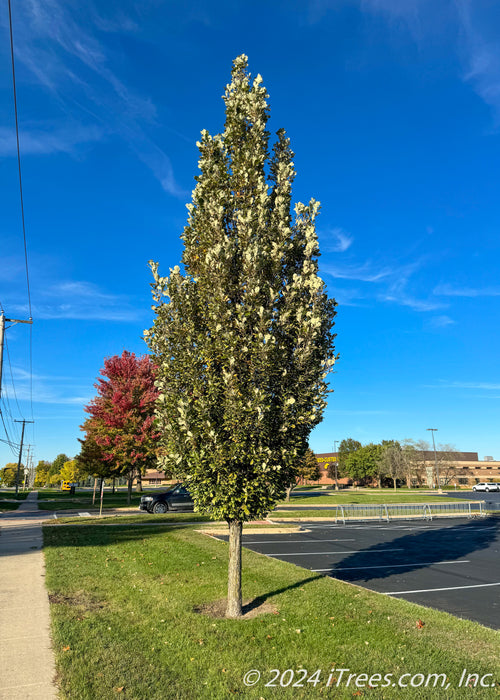 Regal Prince Oak planted along a school parking lot and sidewalk.