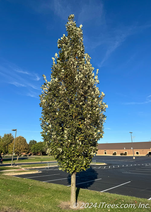 Regal Prince Oak planted along a school parking lot and sidewalk.