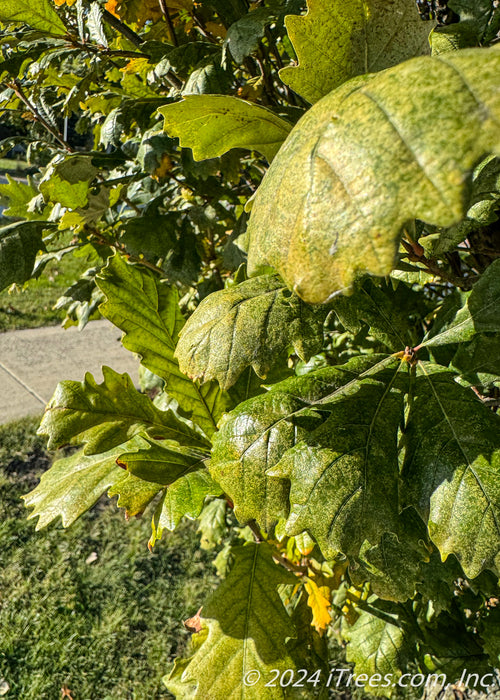 Closeup of changing leaves.