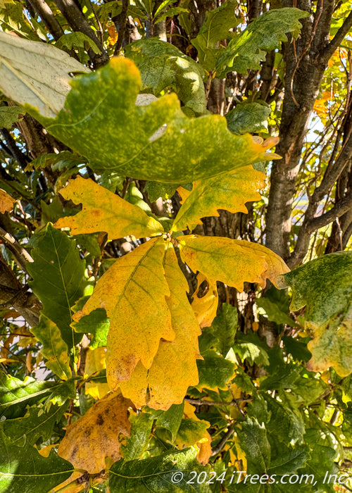 Closeup of yellowish-green leaves in fall.