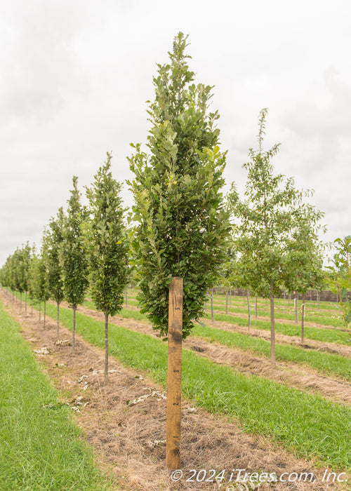 Regal Prince Oak with a large ruler standing next to it to show its canopy height measured at about 4 ft.